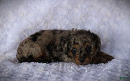 Miniature Poodle dogs for sale: Little Danny - Image 6