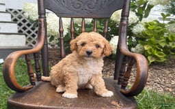 Goldendoodle dogs for sale: Butterscotch - Image 2