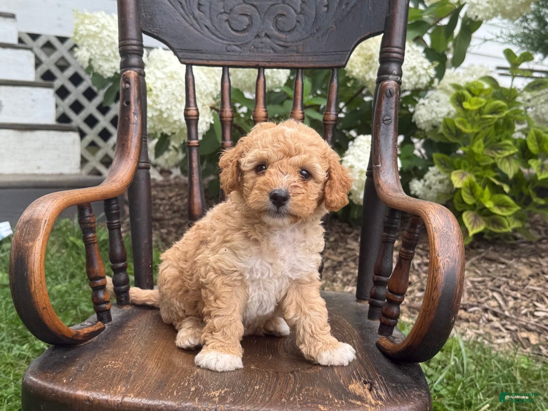 Goldendoodle dogs for sale: Butterscotch - Image 2