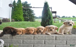 Shiba Inu dogs for sale: Echo - Image 3