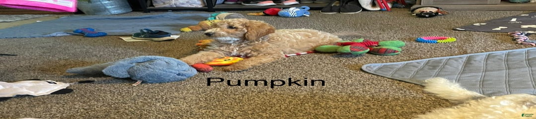 Pumpkin