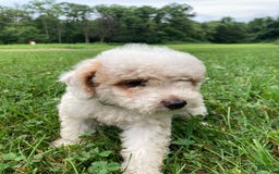 Mini Goldendoodle dogs for sale: Sadie - Image 4