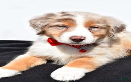 Australian Shepherd dogs for sale: Kobe - Image 4