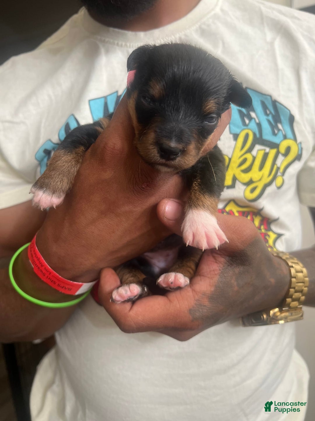 Bernese Mountain Dog dogs for sale: Nova - Image 3
