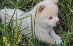Shiba Inu dogs for sale: Paloma - Image 8
