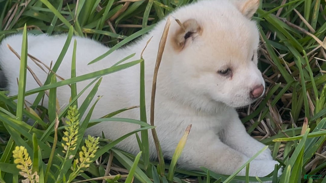 Shiba Inu dogs for sale: Paloma - Image 8