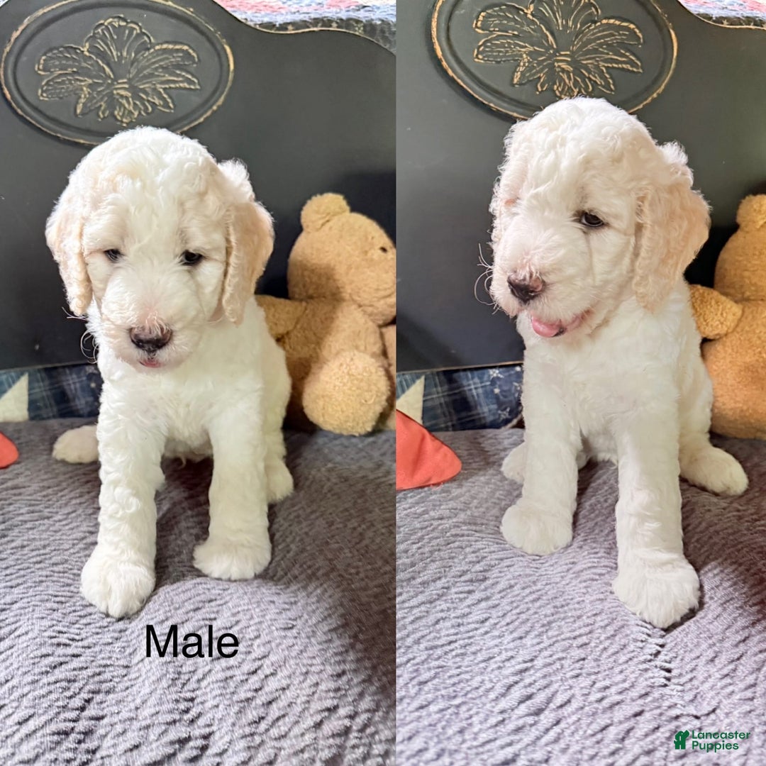 Goldendoodle dogs for sale: Nimbus - Image 1