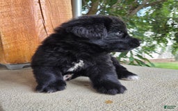 Newfoundland dogs for sale: Lexi - Image 4