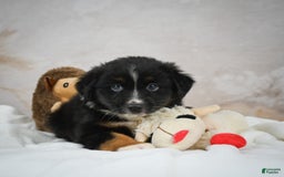 Miniature Australian Shepherd dogs for sale: Buddy - Image 4