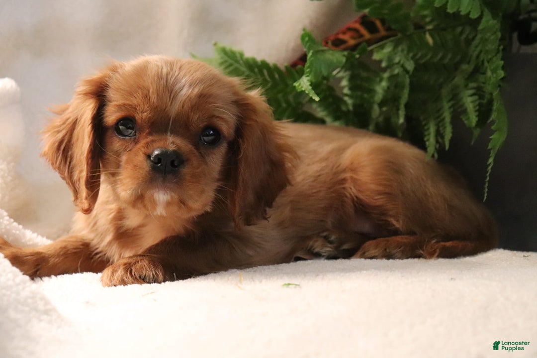 Cavalier King Charles Spaniel dogs for sale: Miles - Image 2