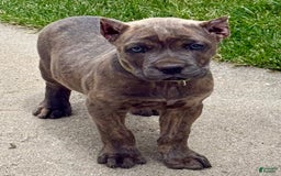 Cane Corso dogs for sale: Becca - Image 1