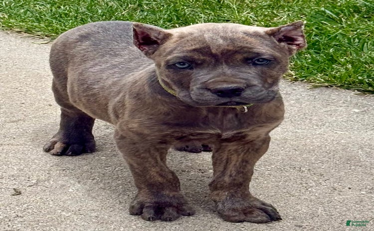 Cane Corso dogs for sale - Ad 4
