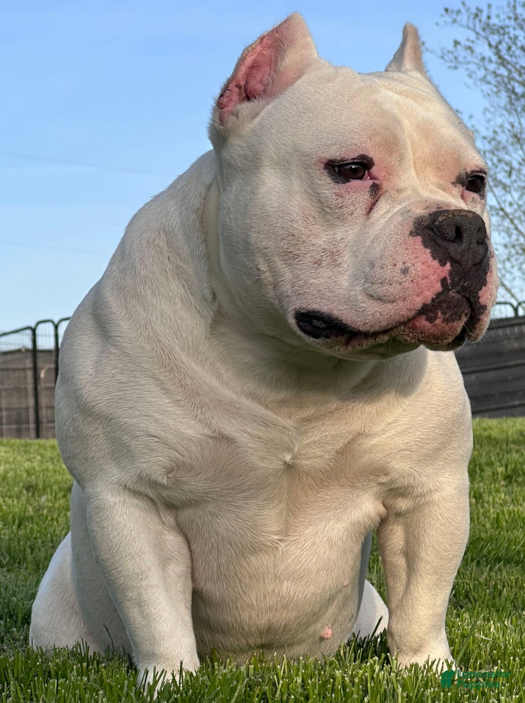 American Bully dogs for sale: Bunny - Image 2