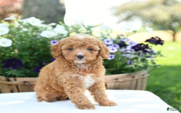 Cavapoo dogs for sale: Snickers - Image 3
