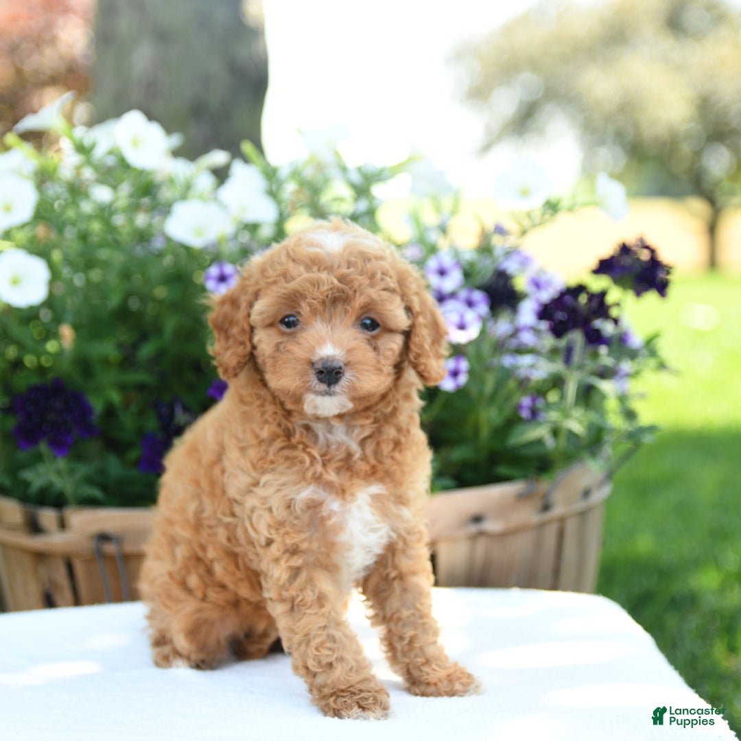 Cavapoo dogs for sale: Snickers - Image 3