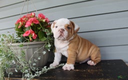 English Bulldog dogs for sale: Rippley - Image 6