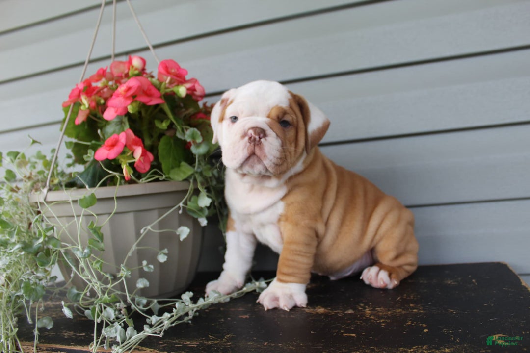 English Bulldog dogs for sale: Rippley - Image 6