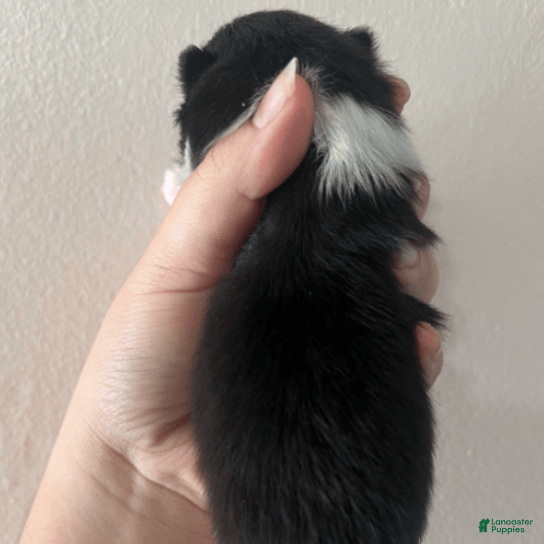 Pomeranian dogs for sale: Oasis - Image 3
