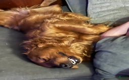 Golden Retriever dogs for sale: Max - Image 4