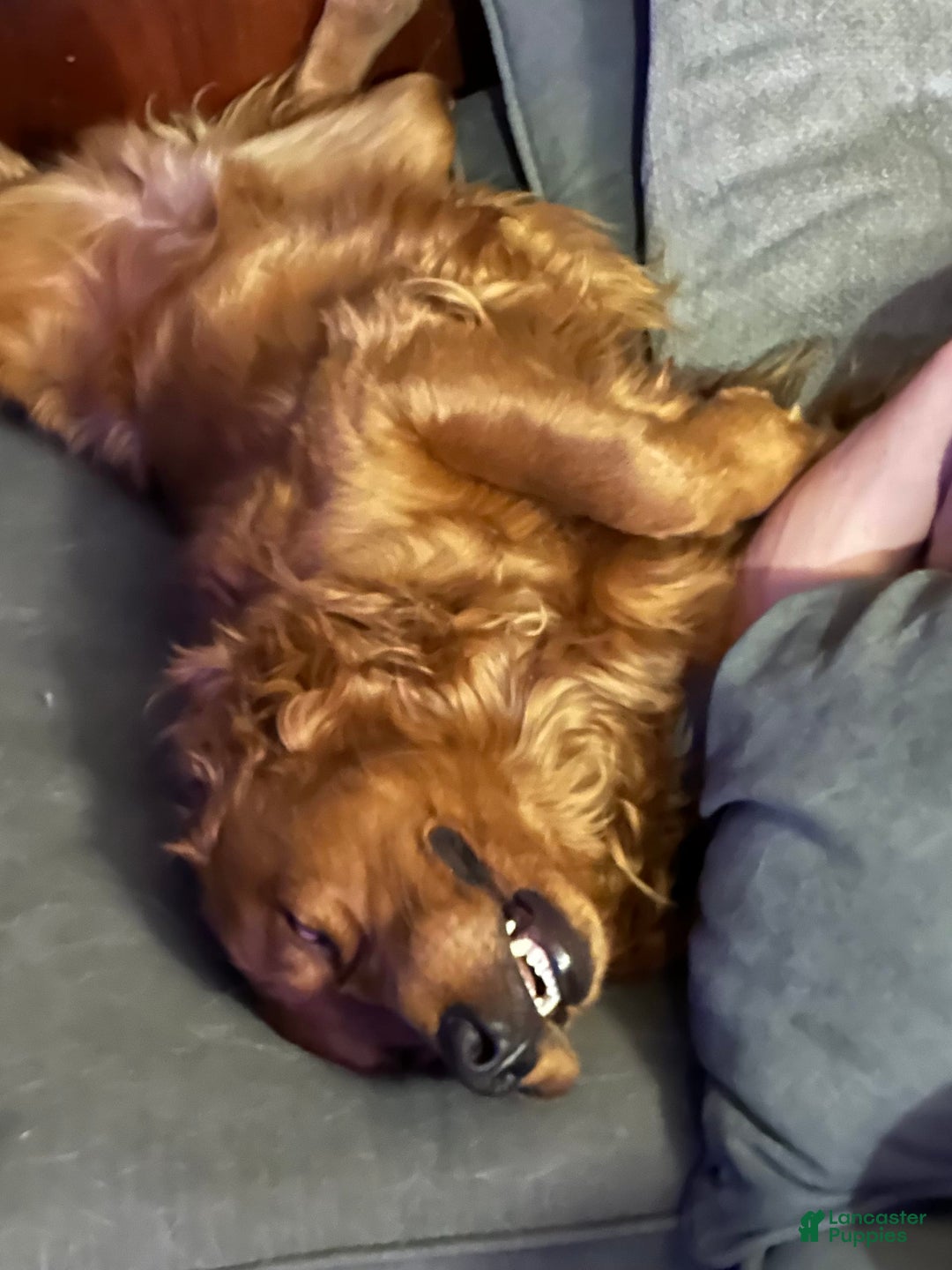 Golden Retriever dogs for sale: Max - Image 4