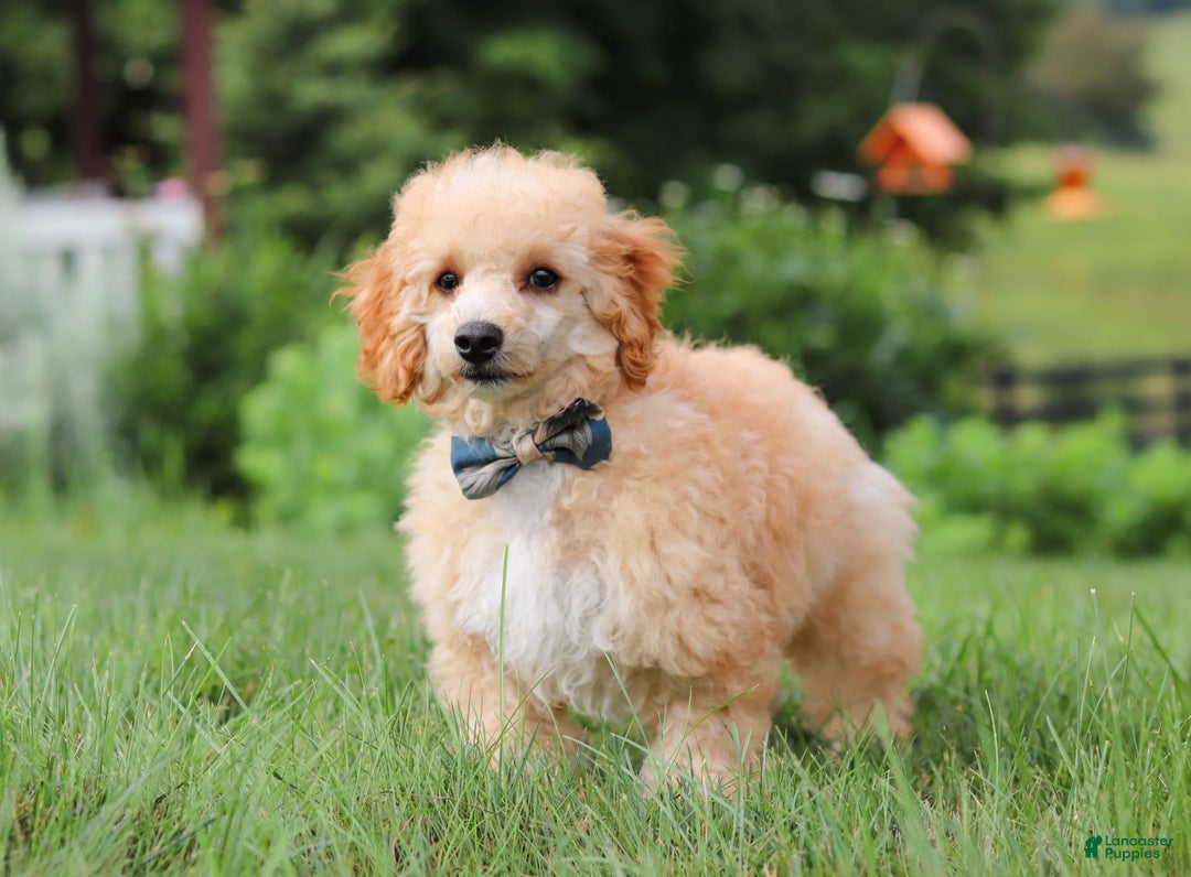 Miniature Poodle dogs for sale: Jazz - Image 15