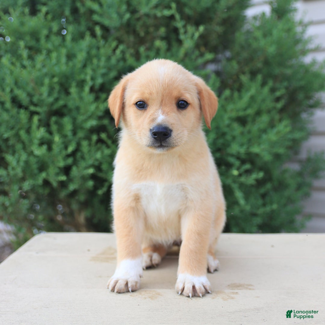 Labrador Retriever dogs for sale: Labrador Retriever 8 puppies - Image 13