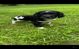 English Springer Spaniel dogs for sale: Max - Image 3