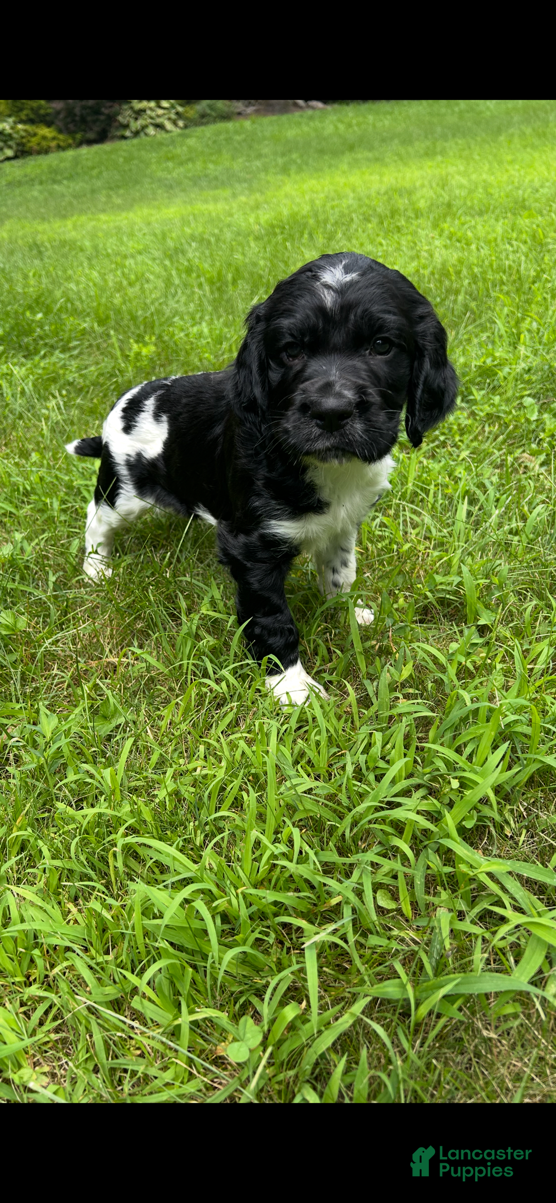 English Springer Spaniel dogs for sale: Max - Image 3