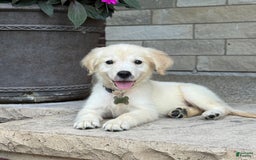 Golden Retriever dogs for sale: Winston - Image 3