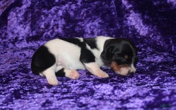 Miniature Dachshund dogs for sale: Chloe Mini - Image 22