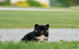 Gerberian Shepsky dogs for sale: Henry - Image 8