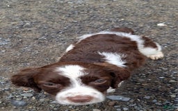 English Springer Spaniel dogs for sale: Bernie - Image 1
