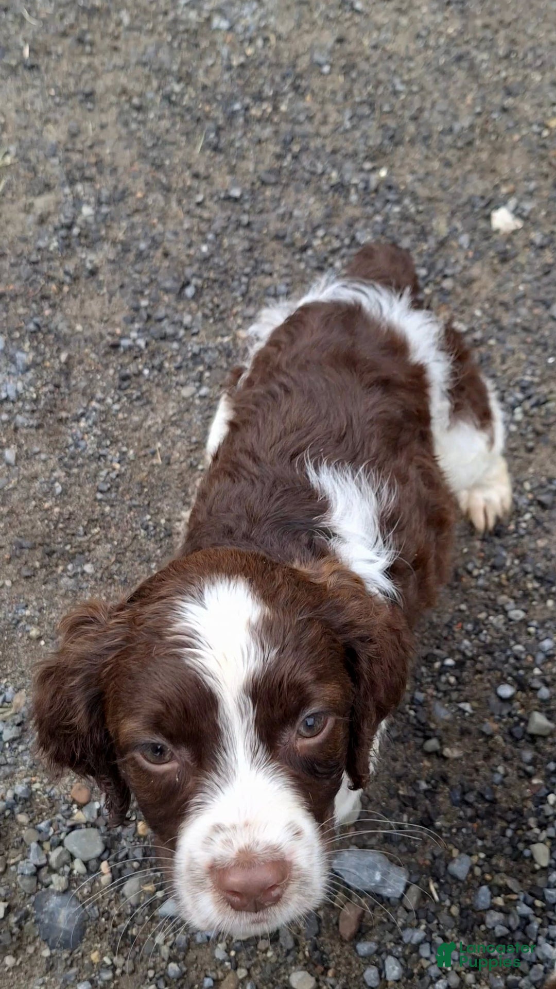 English Springer Spaniel dogs for sale: Bernie - Image 1