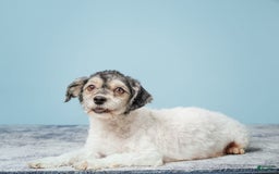 Havanese dogs for sale: Inigo - Image 8