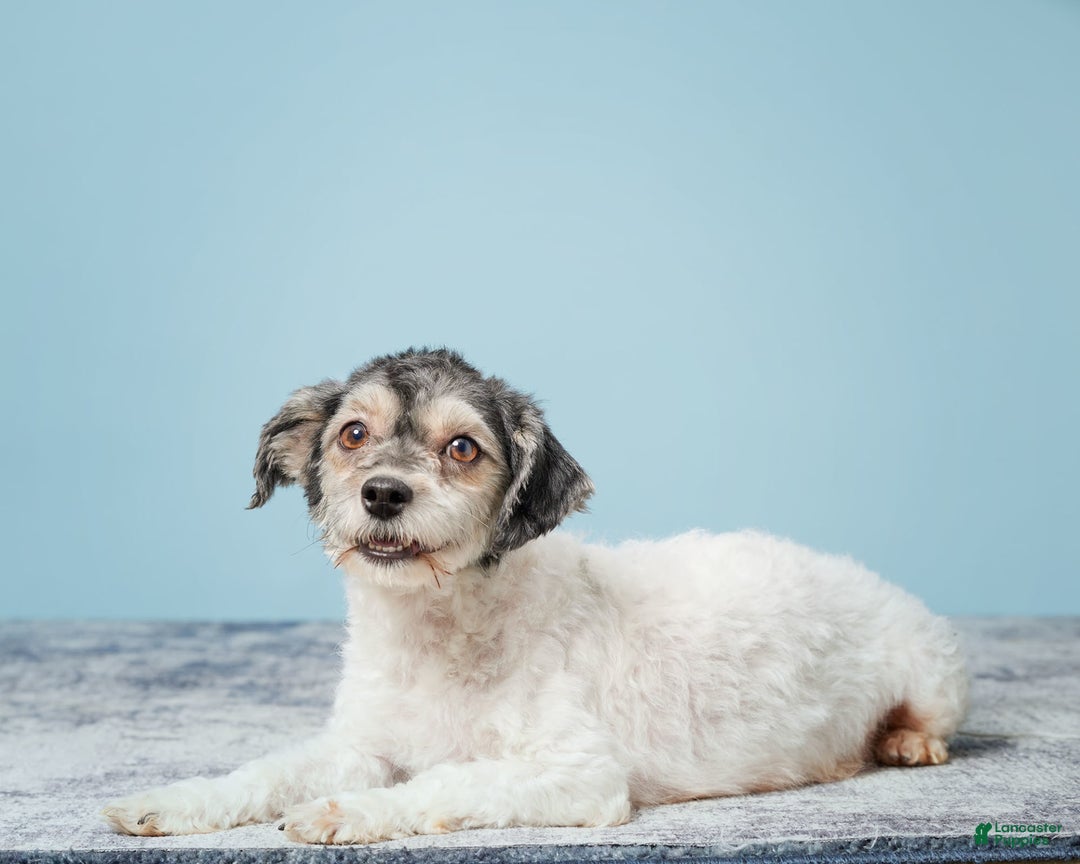 Havanese dogs for sale: Inigo - Image 8