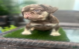 French Bulldog dogs for sale: Ted - Image 5