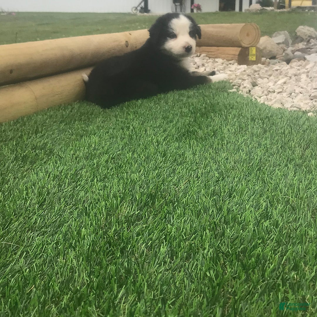 English Shepherd dogs for sale: Tommy - Image 6
