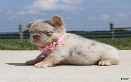 French Bulldog dogs for sale: Mia - Image 6