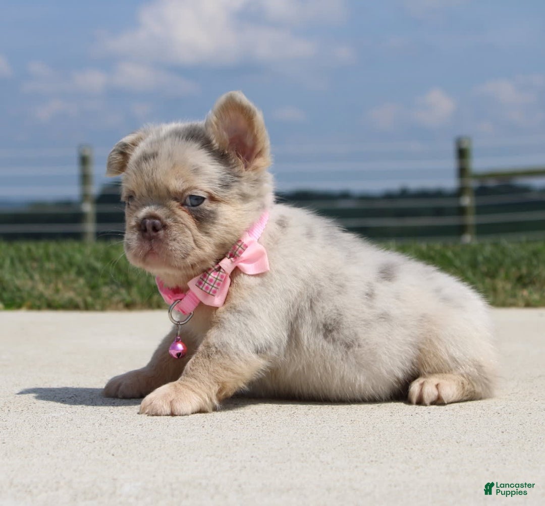 French Bulldog dogs for sale: Mia - Image 6