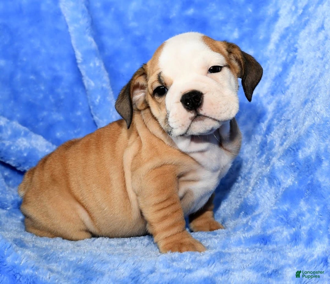 Beabull dogs for sale: Crystal - Image 8