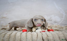 Miniature Dachshund dogs for sale: Dash - Image 8