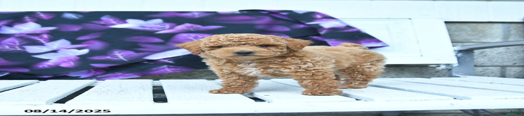 Timmy