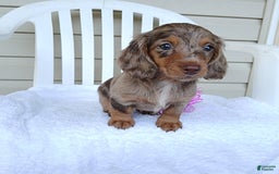 Miniature Dachshund dogs for sale: Sasha - Image 1