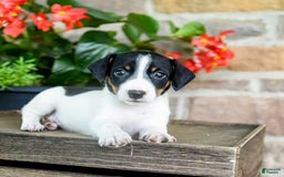 Jack Russell Terrier dogs for sale: Pippi - Image 1