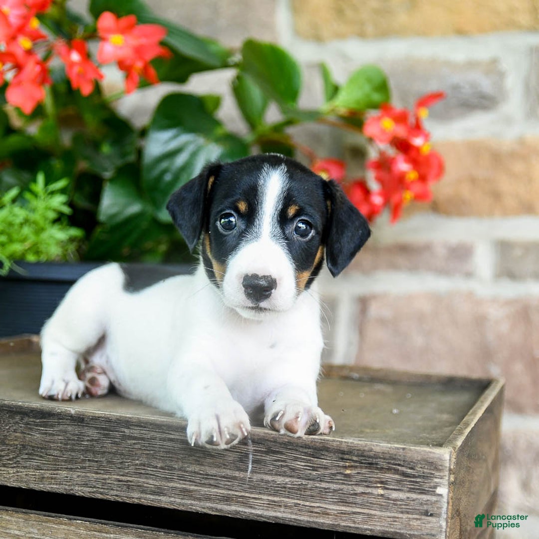 Jack Russell Terrier dogs for sale: Pippi - Image 1