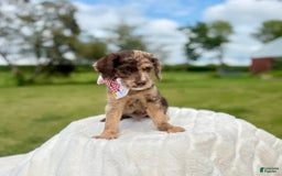 Labradoodle dogs for sale: Salad - Image 1