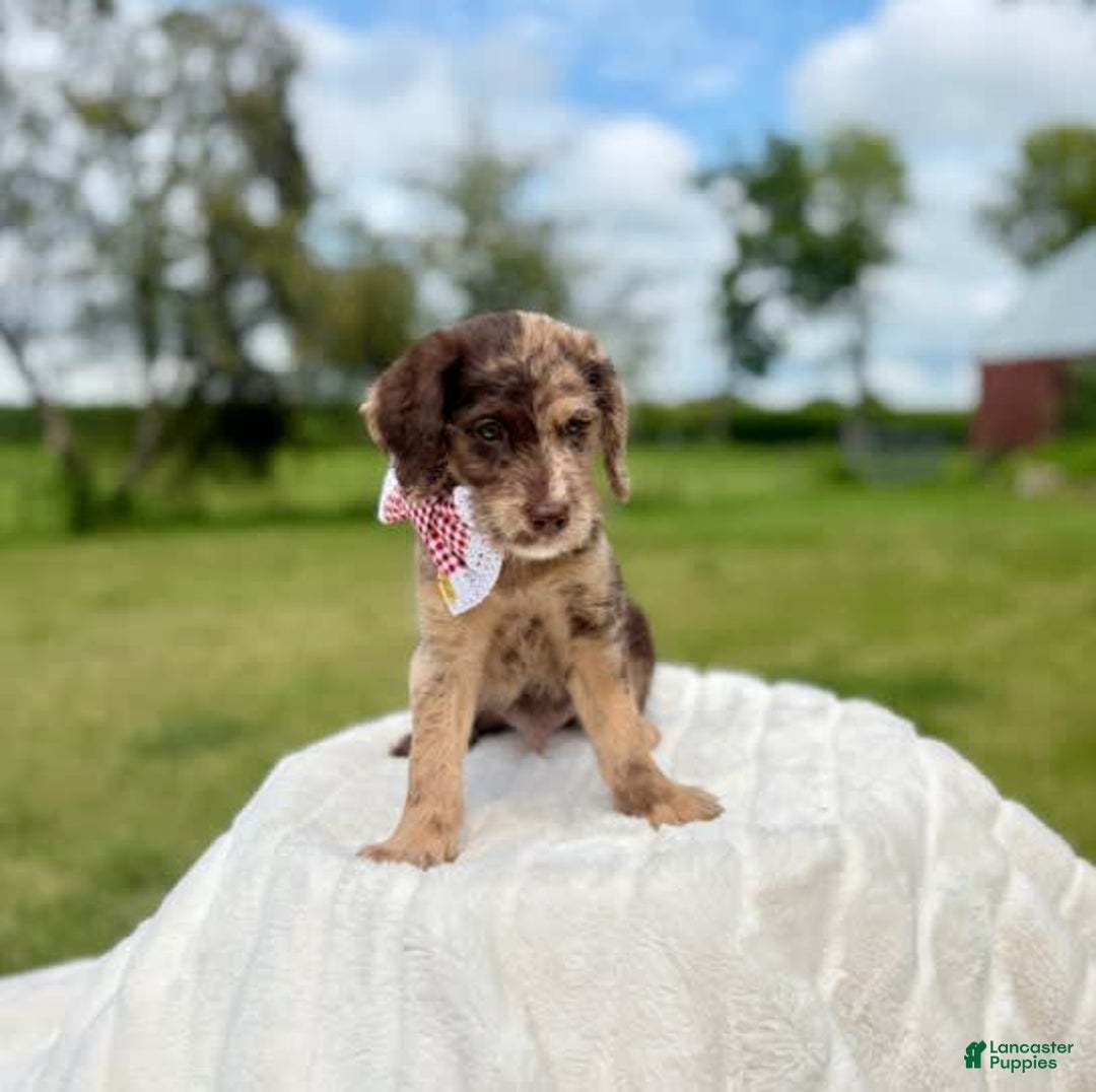 Labradoodle dogs for sale: Salad - Image 1