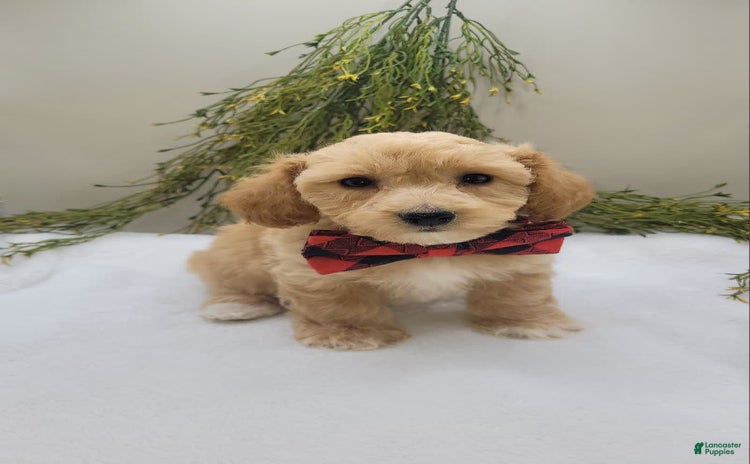 Bichpoo dogs for sale - Ad 1