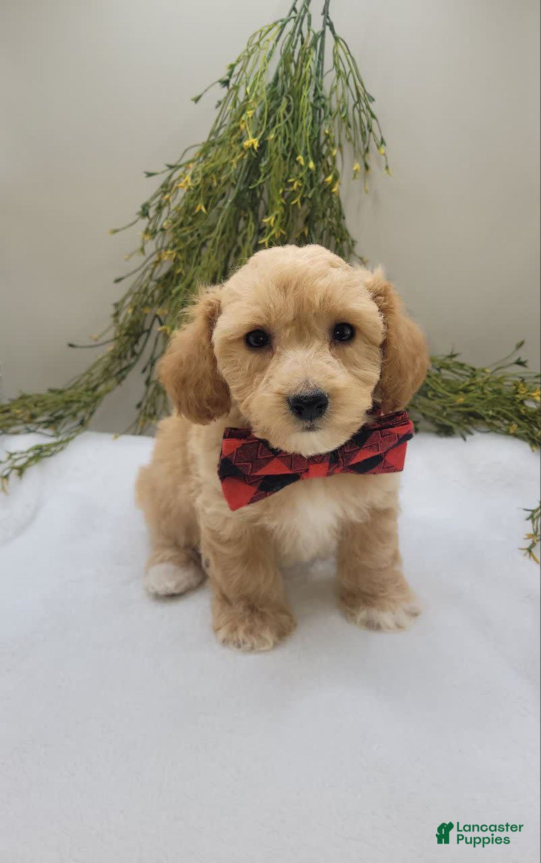 Bichpoo dogs for sale: Mark - Image 1