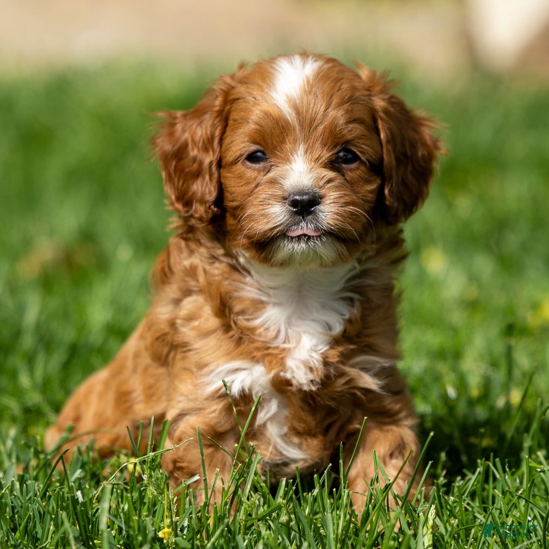 Cavapoo dogs for sale: Toby - Image 3
